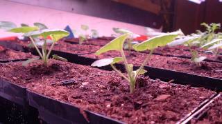 Geranium timelapse [upl. by Modnar]