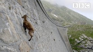 The incredible ibex defies gravity and climbs a dam  Forces of Nature with Brian Cox  BBC [upl. by Oribelle]