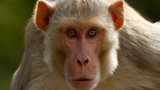 Monkey Animals for Children Kids Videos Kindergarten Preschool Learning Toddlers Sounds Songs Zoo [upl. by Victoir792]