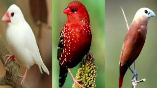 Finch Call Java Sparrow Strawberry Finch White Head Munia [upl. by Orfinger]