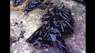 VI Seaweed Culture in New England Porphyra Part 6 of 6 [upl. by Akienahs64]