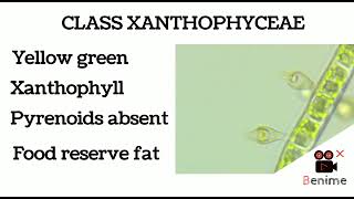 CLASS XANTHOPHYCEAE YELLOW GREEN ALGAE [upl. by Akimad933]