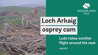 Osprey fledgling flying around nest  Loch Arkaig Osprey Cam Highlights [upl. by Snowman]