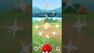 Yes bro Shiny Sentret in Pokémon Go shiny pokemon sentret shinypokemon pokemongo [upl. by Yelkreb155]