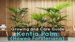 Kentia Palm Howea Forsteriana  Growing and Care Guide [upl. by Raymond]