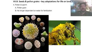 OLDER VERSION Bio 1081  Lecture 08 Plant Diversity II [upl. by Siddra]