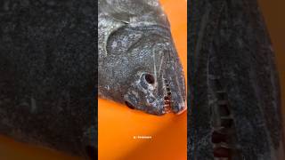 Adaada saja 😳 flatfish flounderfish fish experiment [upl. by Reh700]