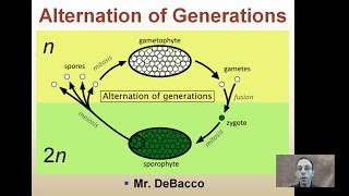 Alternation of Generations [upl. by Eissat]