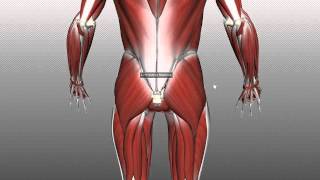 Muscles of the Gluteal Region  Part 1  Anatomy Tutorial [upl. by Twyla115]