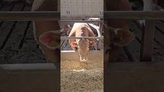 Best Crossbreed beef farming cow agro agrofarm farm [upl. by Isborne381]