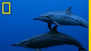 Spinner Dolphins  Untamed Americas [upl. by Ahtamas227]