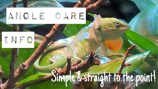 How to keep green anoles in captivityInfofeeding setup etc [upl. by Annemarie]