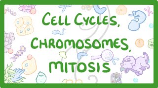 GCSE Biology  Cell cycles Chromosomes amp Mitosis 69 [upl. by Dranyam]