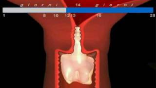 Il ciclo cervicale  Animazione [upl. by Yila263]