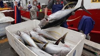 Yellowfin tuna Thunnus albacares unloading at Sydney Fish market  Australia [upl. by Annice]