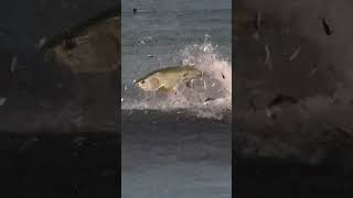 Giant tarpon trying to catch a mealtarpon fish fishing bait natureOutdoors [upl. by Moyna]