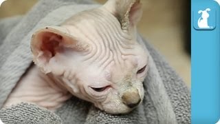 Adorable Sphynx Kitten Gets a Bath  Kitten Love [upl. by Doak]