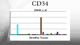 CD34 [upl. by Atnim]