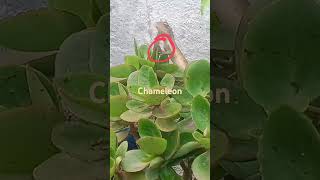 chameleon changing color short video [upl. by Krefetz]