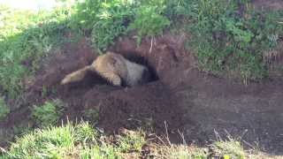 Hoary Marmot digging a burrow [upl. by Hallvard]