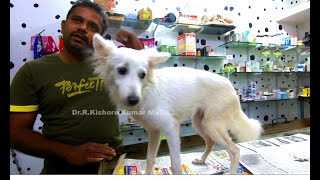 Canine distemper affected Paralyzed dog recovered after Homeo treatment [upl. by Attaymik361]