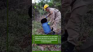 Ação dos Bombeiros ao capturar serpente em posto de saúde traz alívio e segurança [upl. by Elwood]