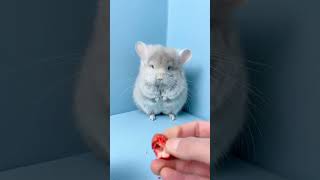 To tell you the truth when I gave the little chinchilla a whole strawberry I even felt the un [upl. by Cul469]