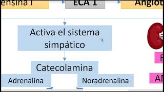 Sistema Renina Angiotensina Aldosterona [upl. by Nyleek592]