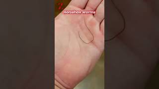 Horse hair worms youtubeshorts shorts information worms [upl. by Jasun]