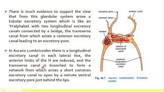 Excretory system in Ascaris Lumbricoides [upl. by Vasiliu]