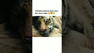 YouTube audience dont miss this short video 😊🐯😊 song bollywood love trending viralsong [upl. by Lada]