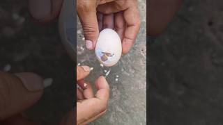 Saving life of baby chick  HELPING HATCHI shortvideo [upl. by Eniksre]