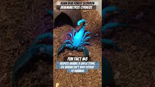 Blue forest scorpions Javanimetrus cyaneus venom isn’t strong dispute having a large stinger [upl. by Arrec]