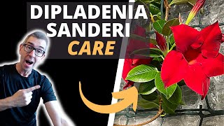 HOW TO TAKE CARE OF A DIPLADENIA PLANT MANDEVILLA SANDERI CARE [upl. by Wandy]