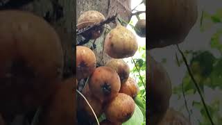 Rare yellow fig fruits youtubeshorts viralvideo shortvideo nature [upl. by Sutphin]