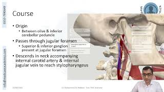 Glossopharyngeal Nerve [upl. by Phelgen]