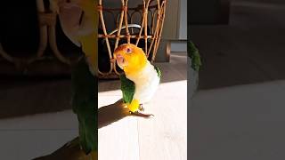 The dancing white bellied caique parrot birds birdwatching animals shorts [upl. by Lerak10]