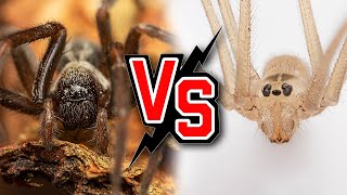 Daddy longlegs Spider Vs Black House Spider A Deadly Encounter [upl. by Cleveland]