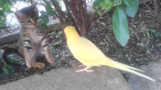 Parrot attempts to befriend cautious kitten [upl. by Enirtak]