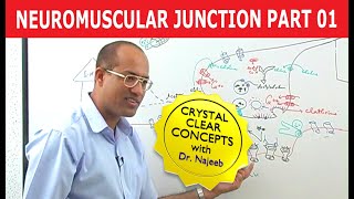 Neuromuscular Junction  Dr Najeeb  Part 12 [upl. by Caddric622]