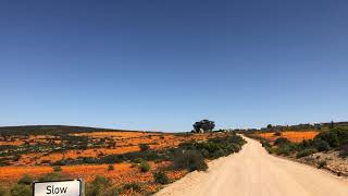 Namaqualand Flower tour [upl. by Barnie]