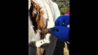 Horse Abscess Being Lanced [upl. by Palocz534]