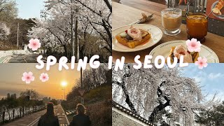 Spring in Seoul  cherry blossoms picnics and han river [upl. by Wane]