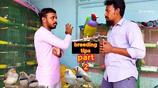 finches vararpu in tamilfinches breeding tips part2Yasmaking [upl. by Nessej]