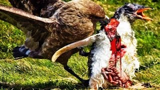 Skua vs Penguin Predator and Prey Failed to protect baby [upl. by Aisatan]