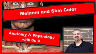 Melanin and Skin Color Anatomy and Physiology [upl. by Llewop823]