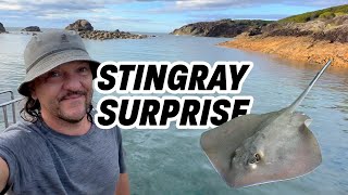 Stingray Surprise [upl. by Selie]