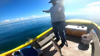 How to catch mackerel using a paravane Easy as [upl. by Dryfoos]