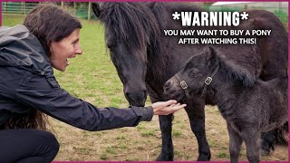 The Shetland Pony in Scotland  CUTENESS OVERLOAD [upl. by Raffin]