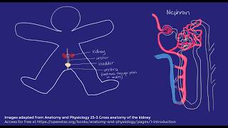 Excretory system  Cell specialisation  meriSTEM [upl. by Malan]